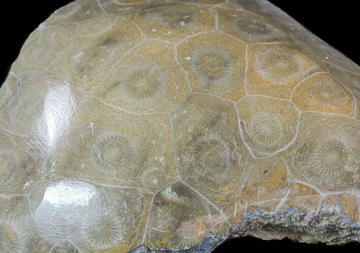 Polished Fossil Coral (Actinocyathus) Head - Morocco #58236